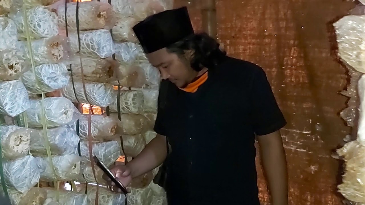 Budidaya Jamur Tiram 