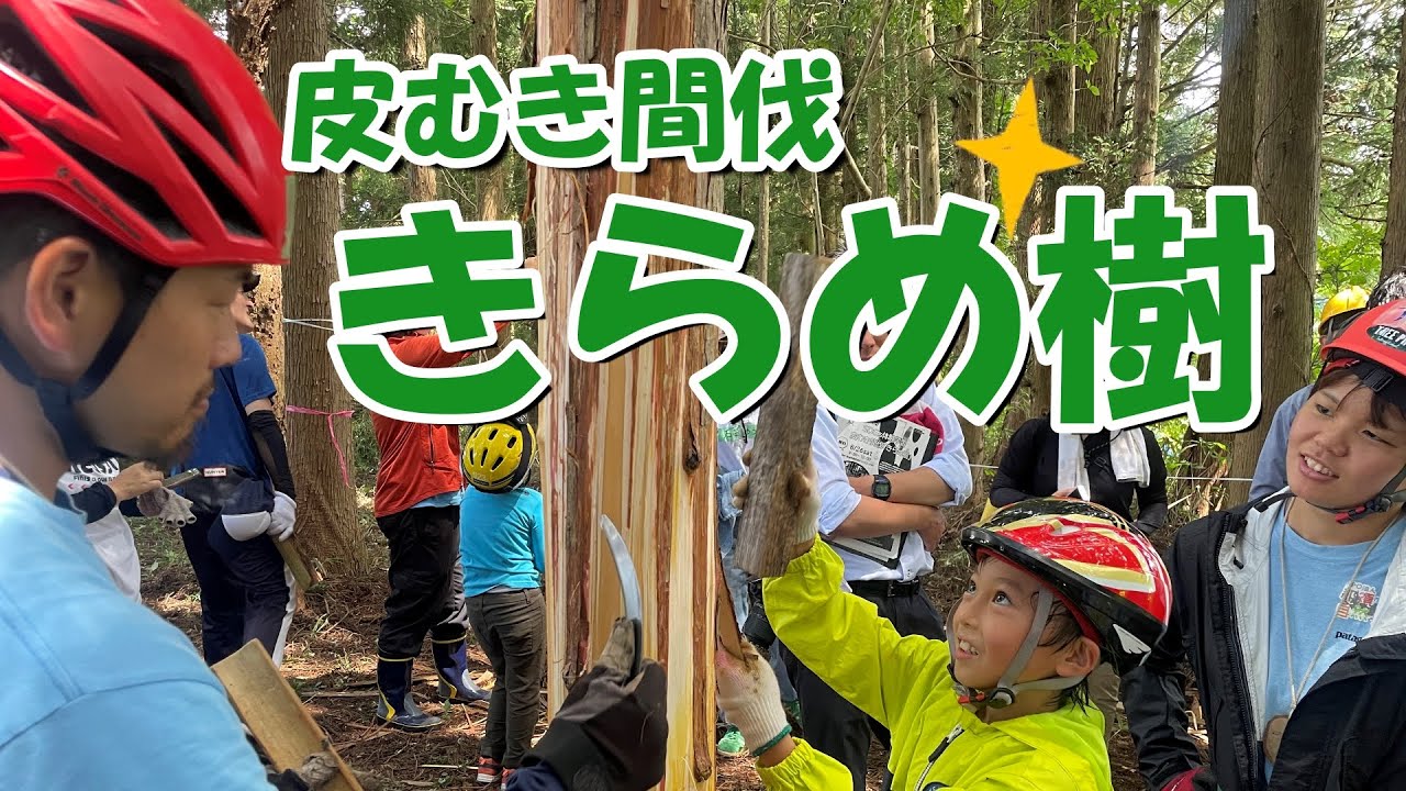 皮むき間伐「きらめ樹」