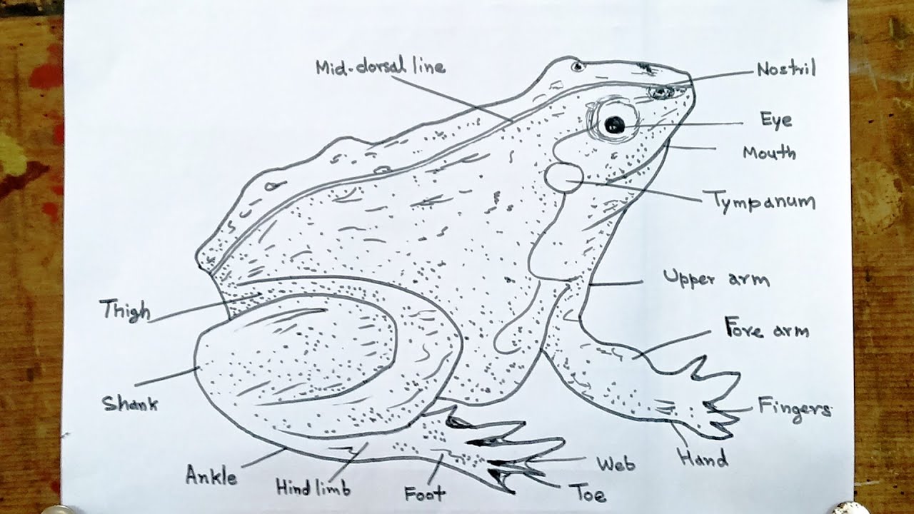 Labelled Diagram of Frog || How to Draw Frog