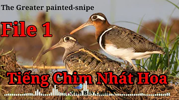 Tiếng Chim Nhát Hoa Chuẩn Cho Anh Em Đánh Đêm - File 1 - The Greater Painted Sniper | Kênh Bẫy Chim