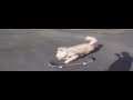 Amazing Labradoodle Mindy Skateboarding