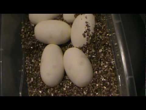 Clutch #3 Het Pied On Egg's