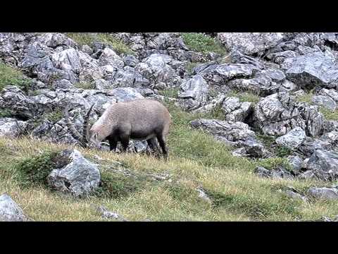 Steinbock Rout Tag 1 OASE AlpinCenter