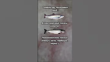 Лосось — рыба, которой нет! Деликатеска.ру