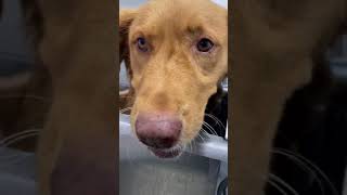 Daisy Gets A Bath She Was So Mad