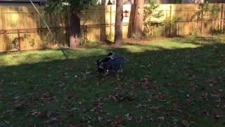 Boston Terrier & Blue Heeler Boston Terrier Vs Blue Heeler