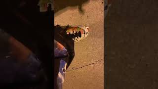 Inline skater does 180 over barricade at skatepark then falls forward and faceplants