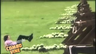 Combo Vine 328