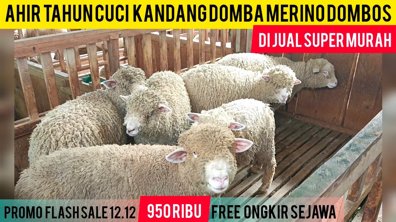 АКЦИЯ «Срочная распродажа» 12.12: Домашние овчарки мерино 950 ТЫСЯЧ // Распродажа клеток в конце ...