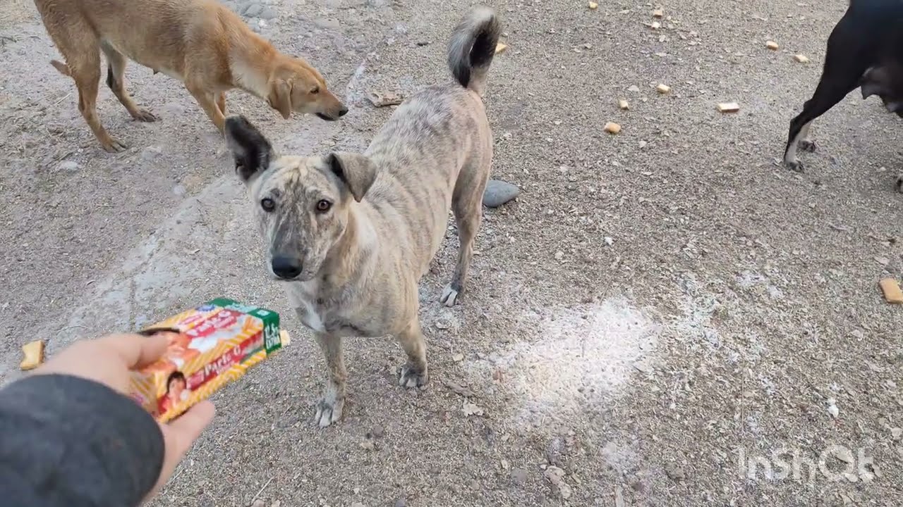 Don't Fear Of Walking Alone Be Brave 😎 || Feeding The Street Dogs Part-8 