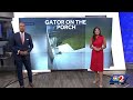 Nearly 8-foot gator crawls onto front porch of Florida home, triggering security alarm