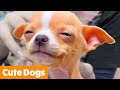 Cutest Silly Dogs | Funny Pet Videos