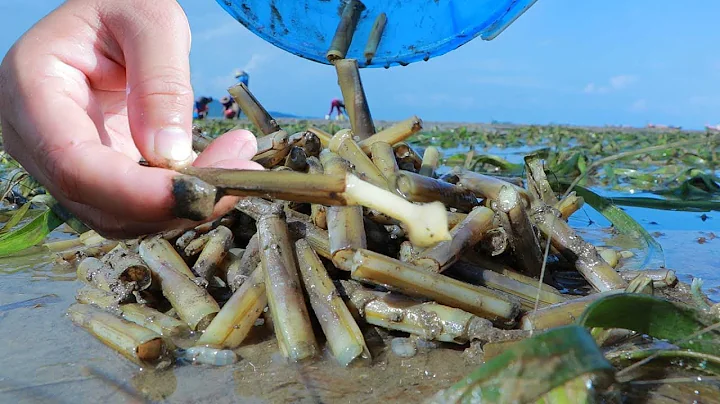 Yummy Razor Clam Cooking - Catching And Cooking Razor Clam At Ocean Shore - Cooking With Sros - DayDayNews