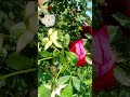agriculture flowers #dj #love #ihavethisthingwithplants #hhi #dance #funny #song