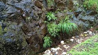 Famous Look at the Color changing snake...just invisible in 7 seconds. Wealth