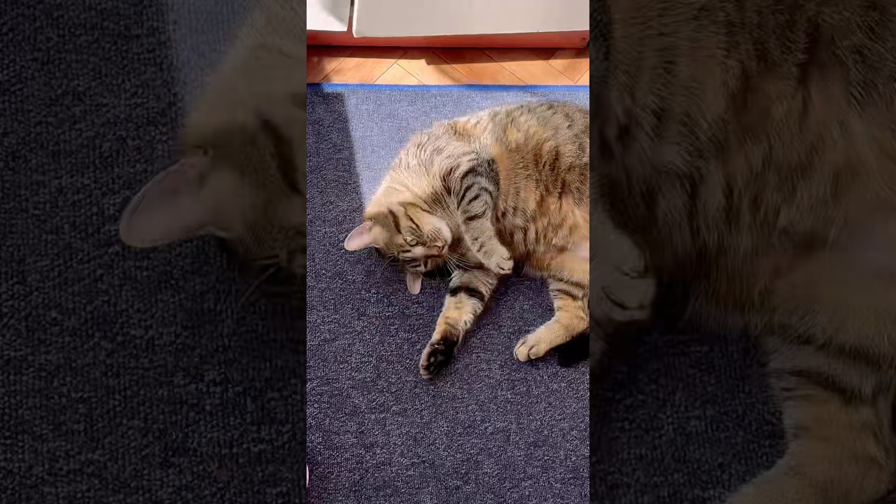 Sunbathing and living my best life. ☀️🐱 