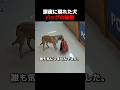 深夜に現れた犬バッグの秘密。 #感動, #犬, #保護犬, #動物好きな人と繋がりたい, #泣ける話, #動物の奇跡, #犬のいる生活, #迷子, #動物好き, #感動する話