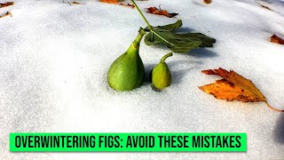 Q: Can Fig Trees Survive Cold Weather & How do you Winterize a Fig Tree