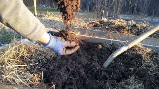 Digging out apple seedlings - a talk of tap roots and clay soils