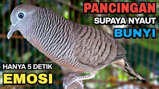 Perkutut Lokal Gacor Suara Besar Pancingan Burung Perkutut Agar Cepat Bunyi.