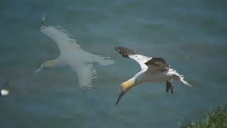 RSPB Bempton Cliffs