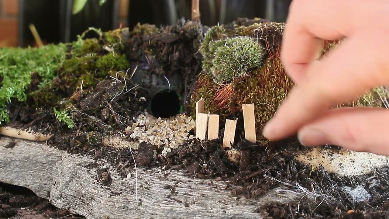 liquidambar styraciflua bonsai Liquidambar 'Little Richard' #2 – MiniGardens Bonsai NZ main image 0