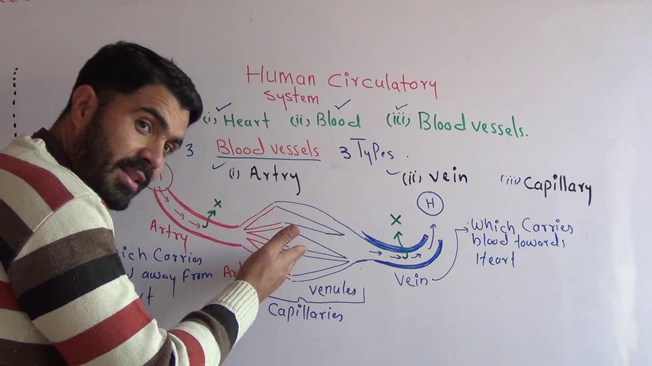 Class 10 Blood Vessels Chapter Transport Comparison Of Artry Vein And class-10-blood-vessels-chapter-transport-comparison-of-artry-vein-and