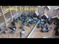 Trainingsbeginn / Pigeons getting fit for competition