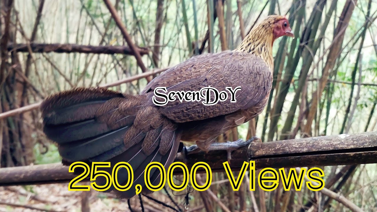 เสียงไก่ป่าตัวเมีย