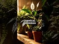 Plants Talk to Each Other. Wait, That's Real #Shorts