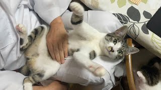 猫がぷるぷる。