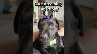 Big dreams Labrador puppy #labrador #puppy #cutepets #cutepuppy #sleep #sleepy #cutepet #dogs #dog