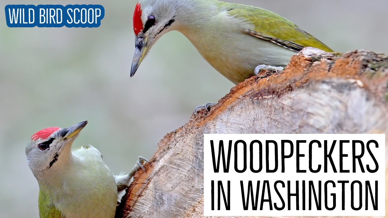 Woodpeckers In Washington: Try To Find All 11 Species - YouTube