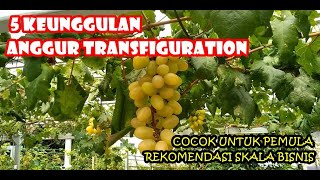 5 KEUNGGULAN ANGGUR TRANSFIGURATION YANG LAYAK DIBUDIDAYAKAN (2022)