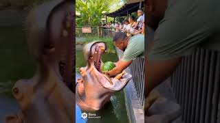 A hippo cools in water and grazes the savanna after dark#wildlife #reels#short#short#facts #fe