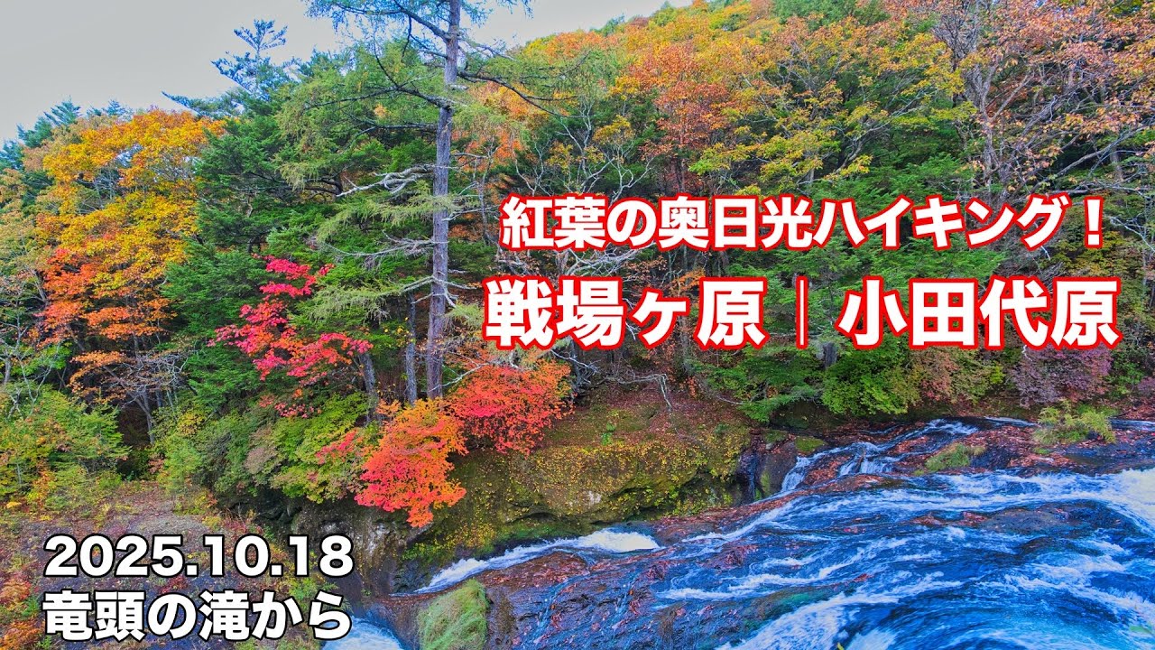 【紅葉2025】4K 竜頭の滝 から 戦場ヶ原|小田代原 奥日光 紅葉ハイキング！栃木県日光市