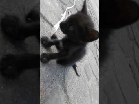 Vidéo: Chats Dans Le Temple - Réseau Matador