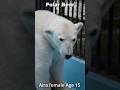 【ASMR】枝に触ってポリポリ・まったりタイムのホッキョクグマ #polarbear #shorts