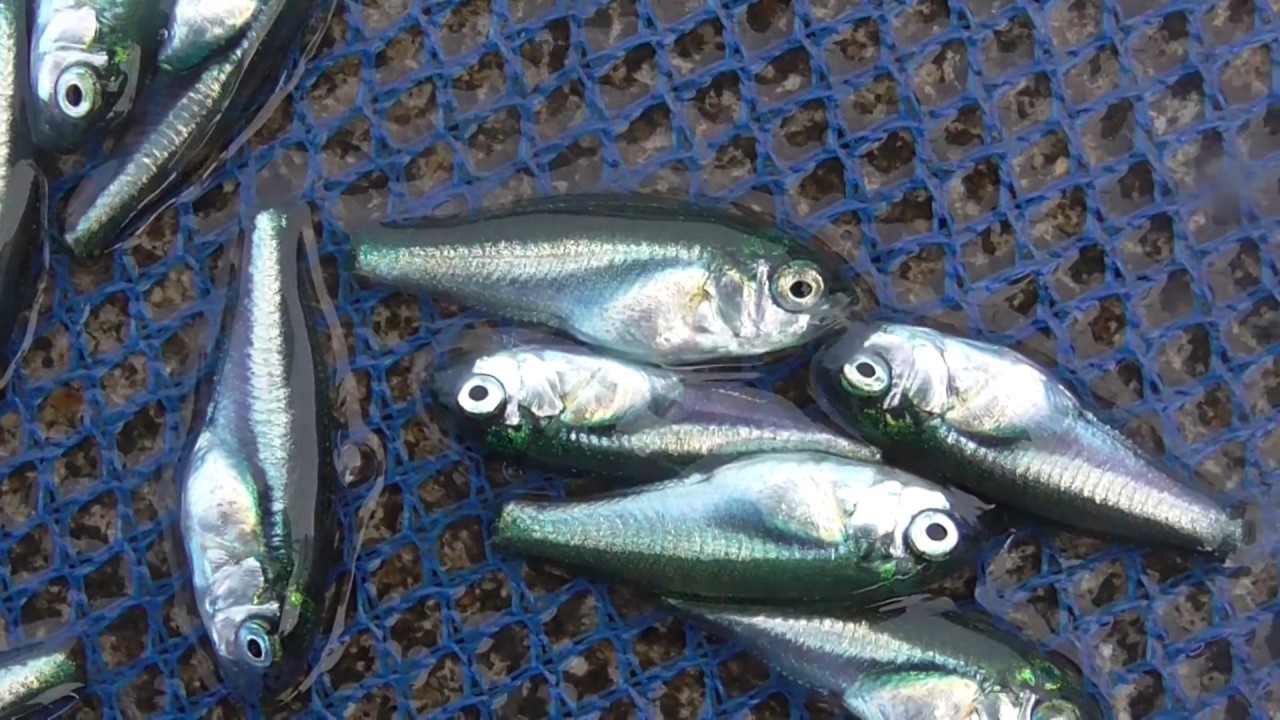 波止際で泳ぐ群れの小さな魚は何 釣太郎ブログ