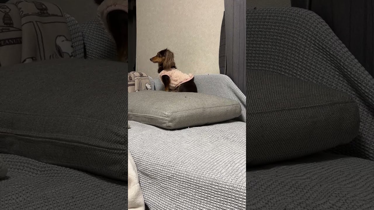 ダックス癒しch. 2026.1.12