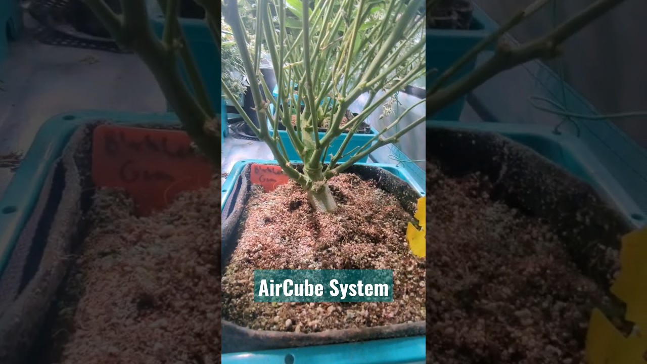 Quick glimpse of my autoflowers in the AirCube System!