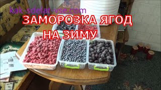 Заморозка ягод – малина, смородина, голубика, ежевика. Заморозка ягод – малина, смородина, голубика, ежевика.
