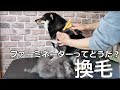 Shibainu fur removing 換毛の季節がやってきた! 柴犬(抜毛処理)