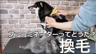 Shibainu fur removing 換毛の季節がやってきた! 柴犬(抜毛処理)