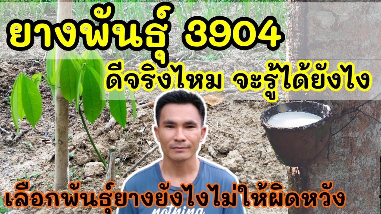 เลือกปลูกยางพันธุ์ไหนดี | พันธุ์ RRIT3904 ดีจริงไหม?