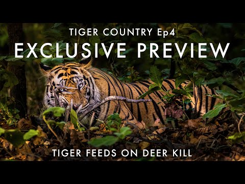 Tiger feeds on Spotted Deer kill - EXCLUSIVE PREVIEW #TigerCountry Ep4 | Bandhavgarh National Park