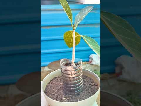 #Banyan tree#Exposing and growing the roots#ytshorts