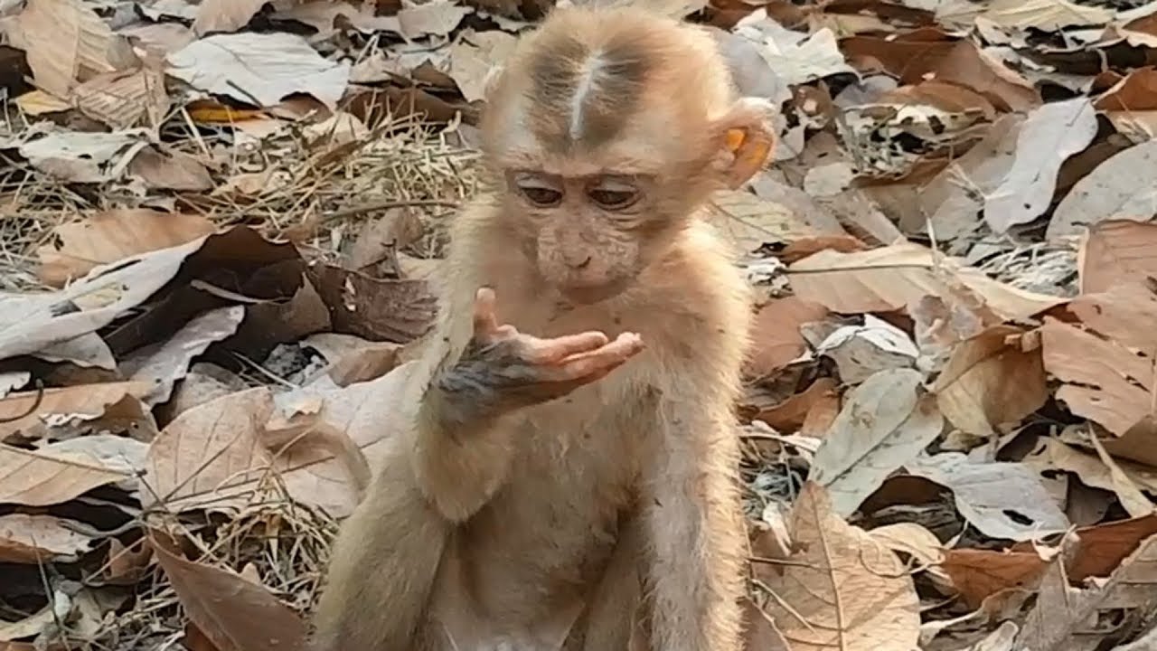 Poor pity orphan monkey Axel looks so sad | Youngest pigtail monkey Axel feeling thirsty