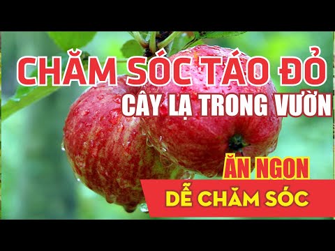 Video: Cây Táo Công bằng của Bang - Tìm hiểu Cách trồng Táo Công bằng của Bang