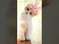 Cute cat WhatsApp status😻||MV Master